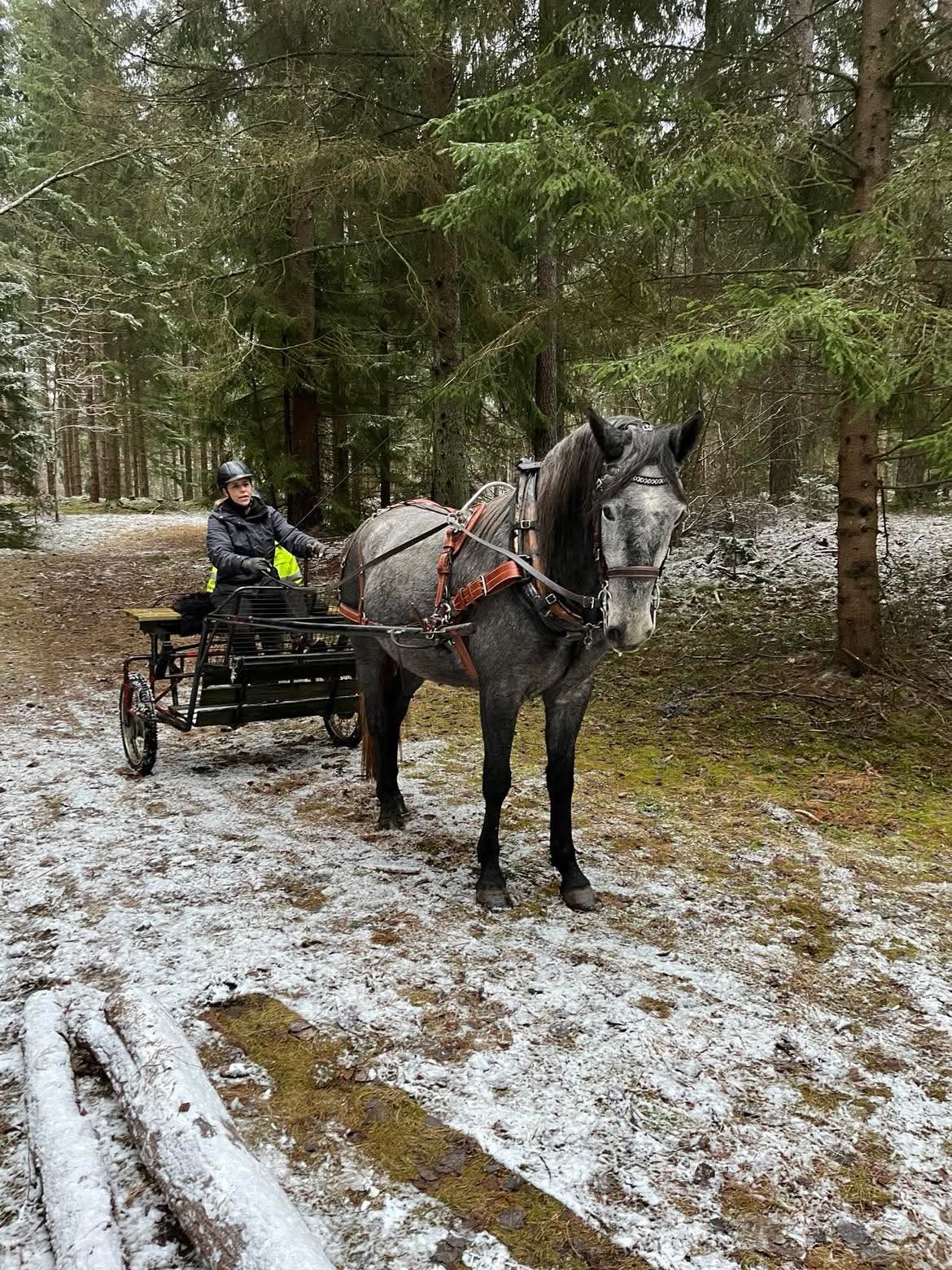 Lippizzanerhäst förspänd rockars